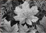Ansel Adams Screensaver