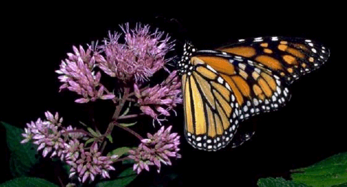 Monarch Butterfly