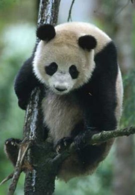 [Image: panda-large.jpg]