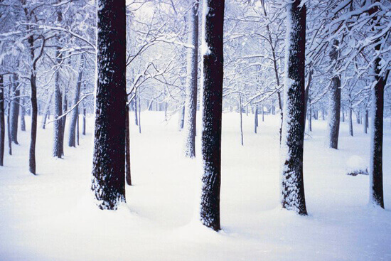 WinterTrees