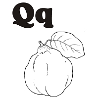 Q is for Quince