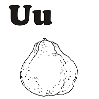 U is for Ugli