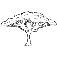African Trees Drawings Coloring Pages