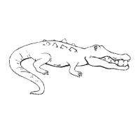 Alligator