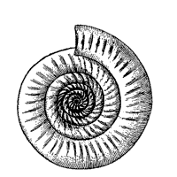 Ammonite Fossil