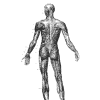 Human Anatomy, Back