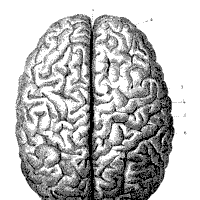 Human Anatomy, Brain