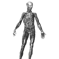 Human Anatomy, Front