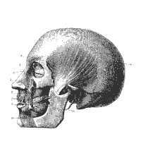 Human Anatomy, Head