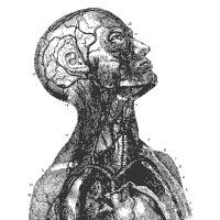 Human Anatomy, Head and Shoulders