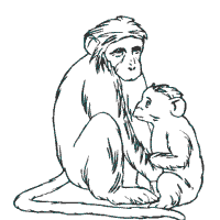 Monkey with Baby