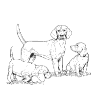 Beagle and Puppies