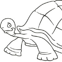 Big Tortoise