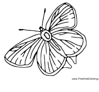 Butterfly 6