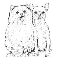 Chihuahua and Pomeranian