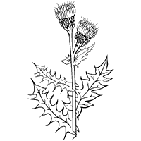 Cirsium Arvense – Canada Thistle