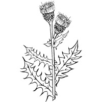 Cirsium Arvense