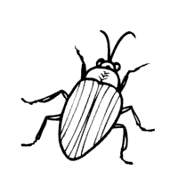 Cockroach