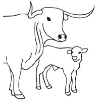 Cow and Calf » Coloring Pages » Surfnetkids