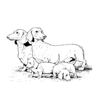 Dachshunds