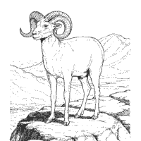 Desert Sheep