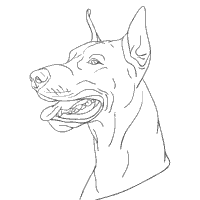 Doberman