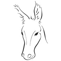 Donkey Portrait