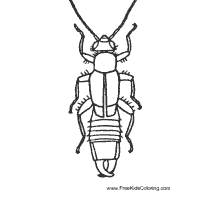 Earwig