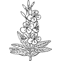 Epilobium Angustifolium – Fireweed