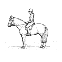 Girl Equestrian and Horse