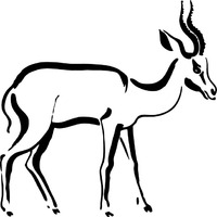 Graceful Antelope