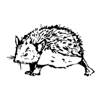 Hedgehog 1