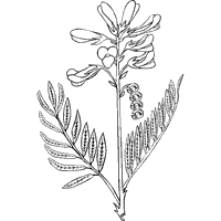 Hedysarum Boreale – Utah Sweetvetch