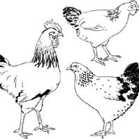 Hens And Rooster