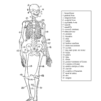 Human Skeleton