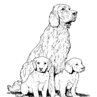 Labrador and Puppies