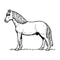 Miniature Pony