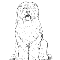 Old English Sheepdog