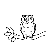 Owl on a Tree Branch