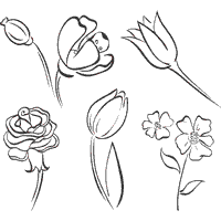 Poppy, Tulip, Rose