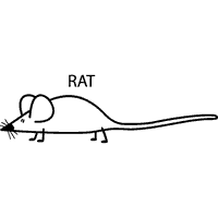 Rat CVC