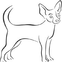Short Haired Chihuahua