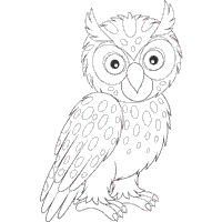 Spotted Owl