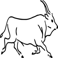 Stampeding Bull