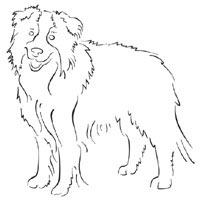 Standing Border Collie » Coloring Pages » Surfnetkids
