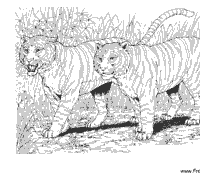 Tigers in Tall Grass