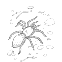 Spider » Coloring Pages » Surfnetkids