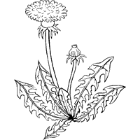 Taraxacum Officinale – Common Dandelion