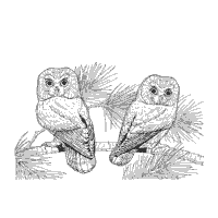 Two Barn Owls in a Tree