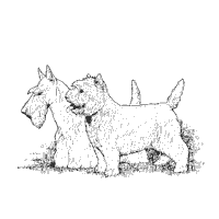 West Highland and Scottish Terrier